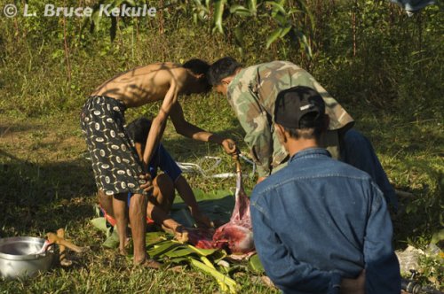 Male mauntjac dead and being carved-up in Sai Yok