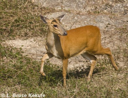 muntjac-doe-in-huai-kha-khaeng