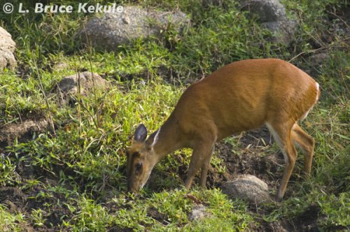 Muntjac in Huai Kha Khaeng