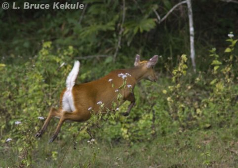 Female muntjac on the run in Huai Kha Khaeng