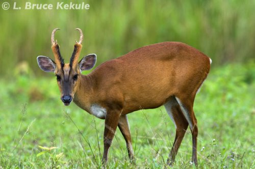 Male muntjac in Khao Yai