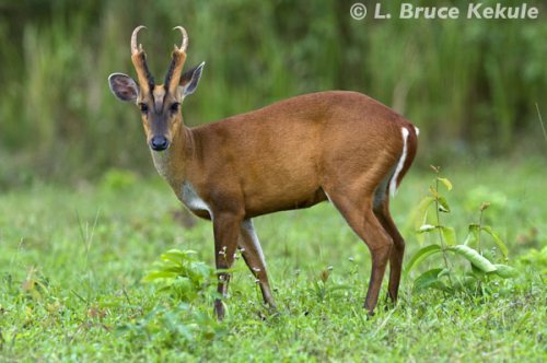 Male muntjac in Khao Yai