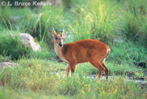 Muntjac in Huai Kha Khaeng