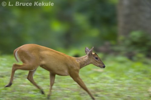 muntjac-female-on-the-run-in-thung-yai