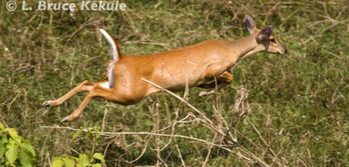 muntjac-on-the-run-in-huai-kha-khaeng_0