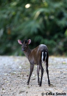 Fea's muntjac female in Kaeng Krachan