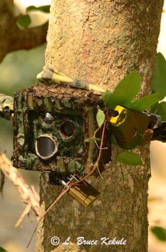 LBK 1010/S600/SS II #3 camera trap in the field