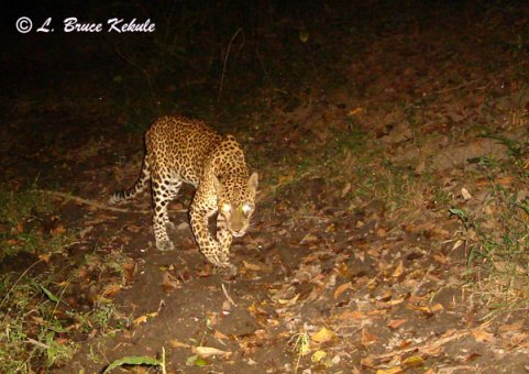 Asian leopard in Huai Kha Khaeng