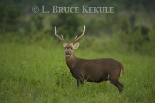 Hog deer buck in Phu Khieo Wildlife Sanctuary