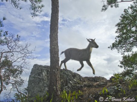 Goral jumping in Mae Lao - Mae Sae Wildlife Sanctuary