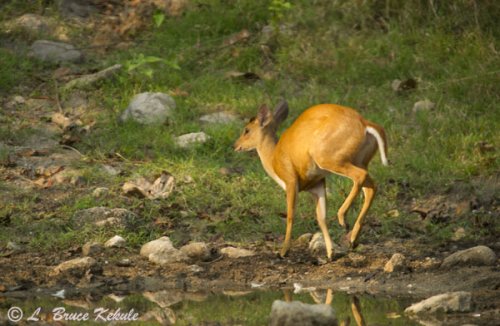 Prancing female muntjac in Om Koi Wildlife Sanctuary
