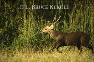 Hog deer buck running in Phu Khieo Wildlife Sanctuary