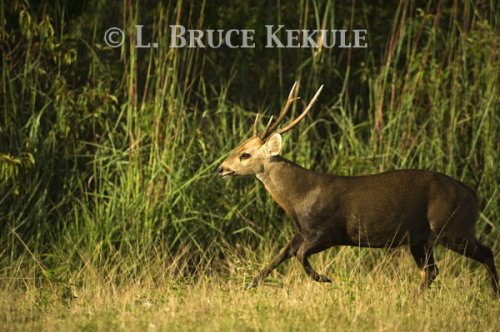 Hog deer buck running in Phu Khieo Wildlife Sanctuary