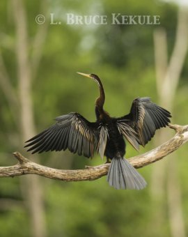 Oriental darter in Phu Khieo Wildlife Sanctuary