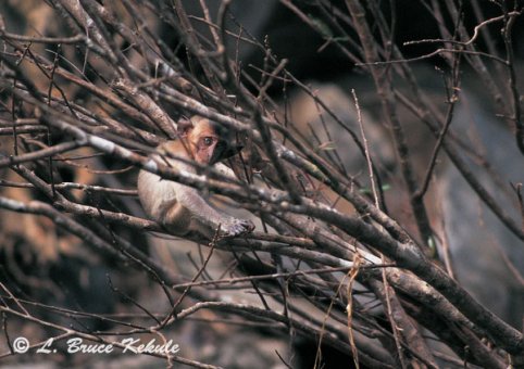 Crab-eating macaque in Sai Yok