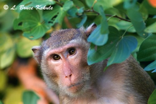Crab-eating macaque in Sai Yok