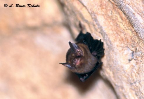Kitti's hog-nosed bat in Sai Yok