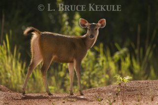 Sambar yearling in Phu Khieo Wildlife Sanctuary