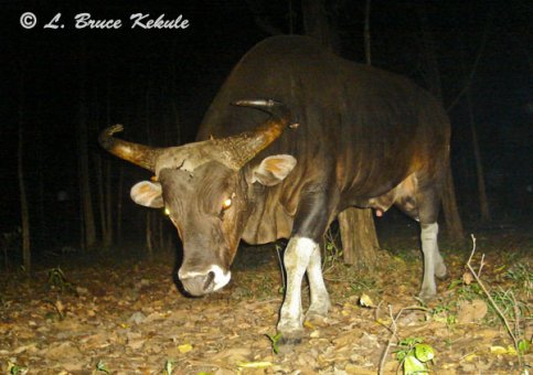 Banteng bull in Safapha