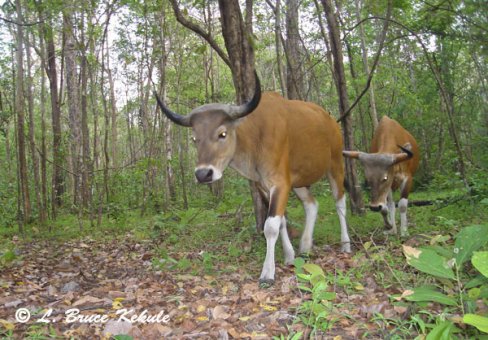 Banteng bulls in Safapha