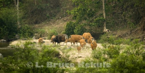 Banteng herd on a sandbar in Huai Kha Khaeng