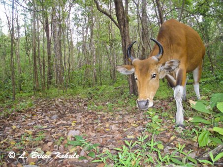 Banteng Cow in Safapha