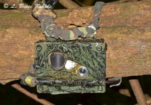 LBK camera trap