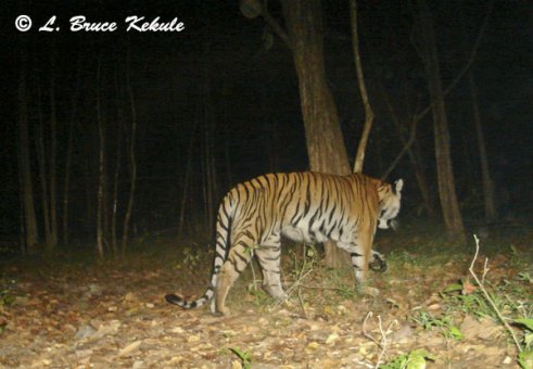 Tiger female in Safapha