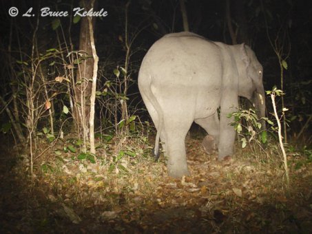 Tusker in Safapha