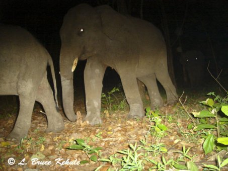Tusker in Safapha