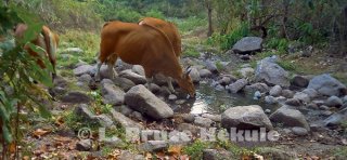 Banteng cows camera-trapped at a waterhole