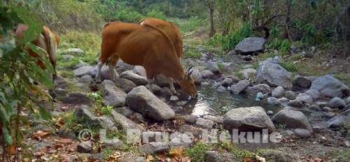 Banteng cows camera-trapped at a waterhole