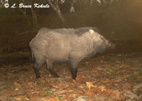 wild-boar