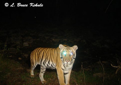 Tiger mother in Subkow mineral lick