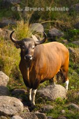 Banteng bull at a waterhole in Huai Kha Khaeng