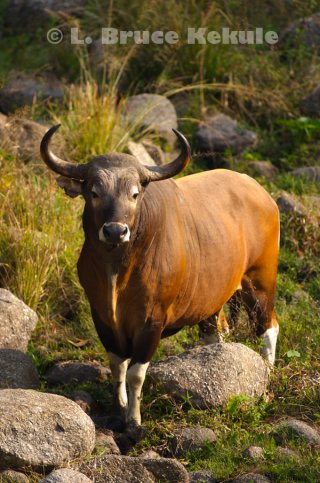 Banteng bull at a waterhole in Huai Kha Khaeng
