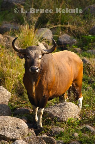 Banteng bull at a waterhole in Huai Kha Khaeng