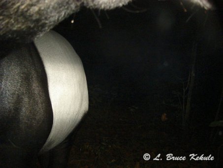 Asian tapir in Subtakong