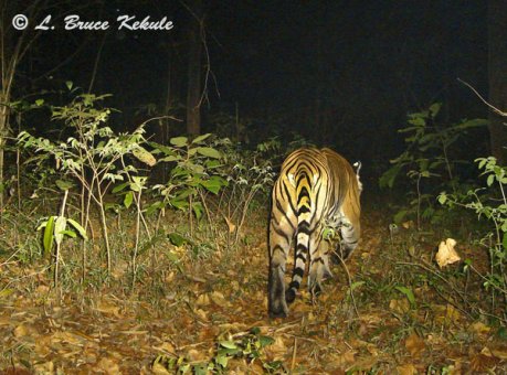 Tiger in Subtakkong