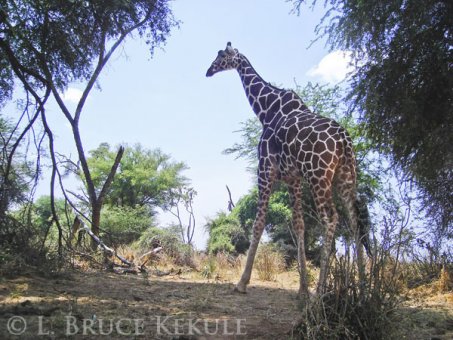 Giraffe in Samburu