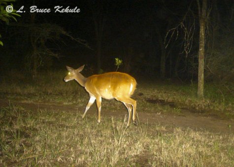 Bushbuck female in Kenya
