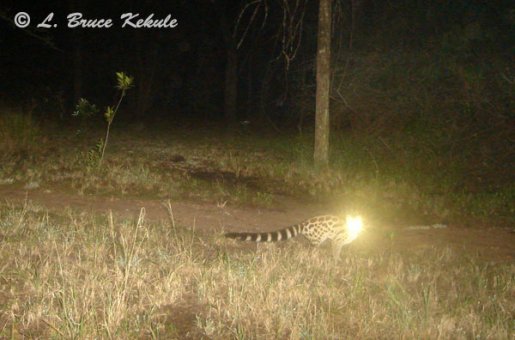 Large-spotted genet camera trapped in Kenya