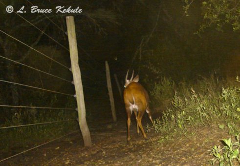 Male bushbuck camera trapped in Kenya