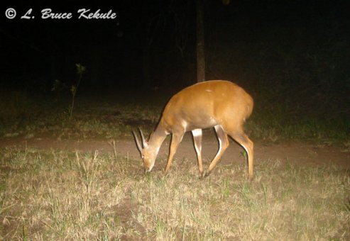 Male bushbuck camera trapped in Kenya