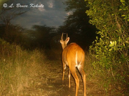 Male bushbuck camera trapped in Kenya