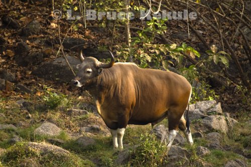 Banteng bull at a waterhole in Huai Kha Khaeng 