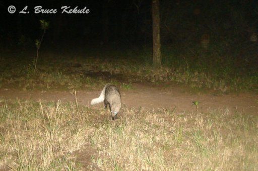 White-tailed mongoose in Kenya