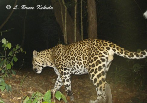 Leopard caught by W55/Otter 2000 in Huai Kha Khaeng