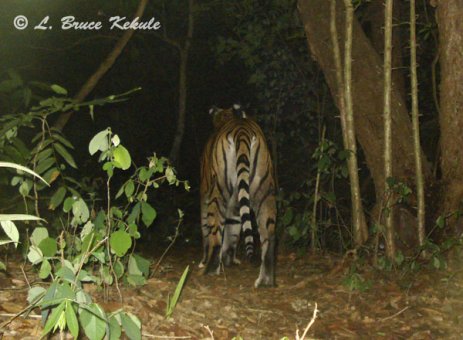 Tiger's rear end with W55