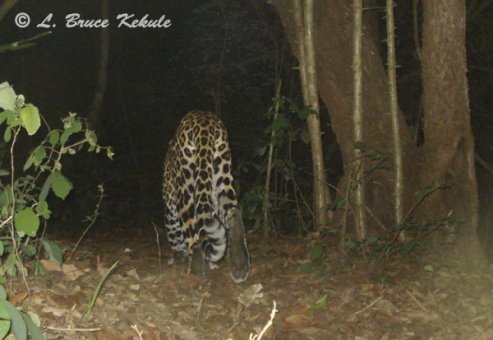 Leopard caught by W55/Otter 2000